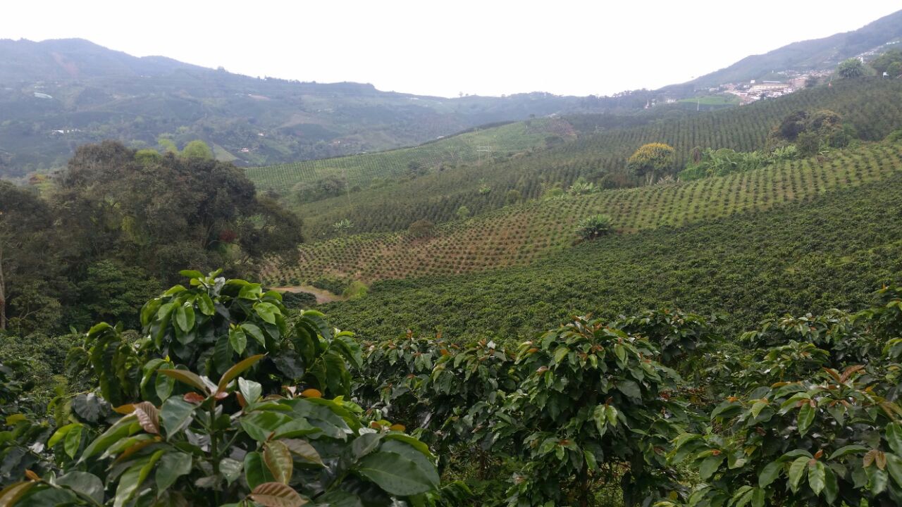 Colombia Retira la Exigencia de Pruebas PCR para entrar al País
